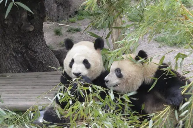 zoologico madrid